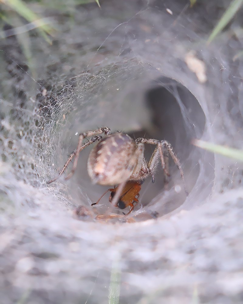 Labyrinth spider